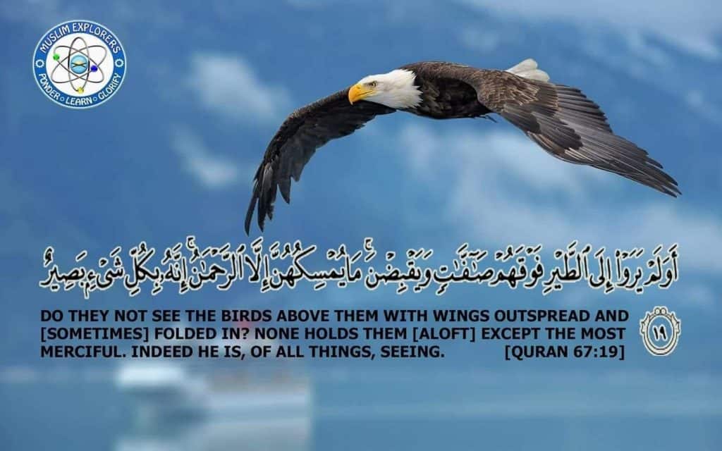 Flight and Quran quote poster