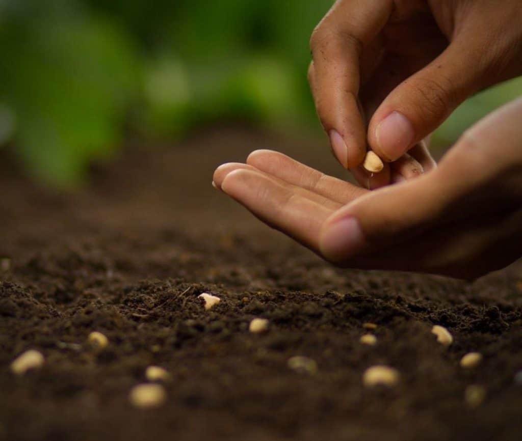 Hands planting seeds