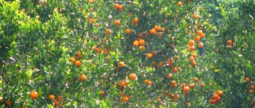 Fruit-laden trees