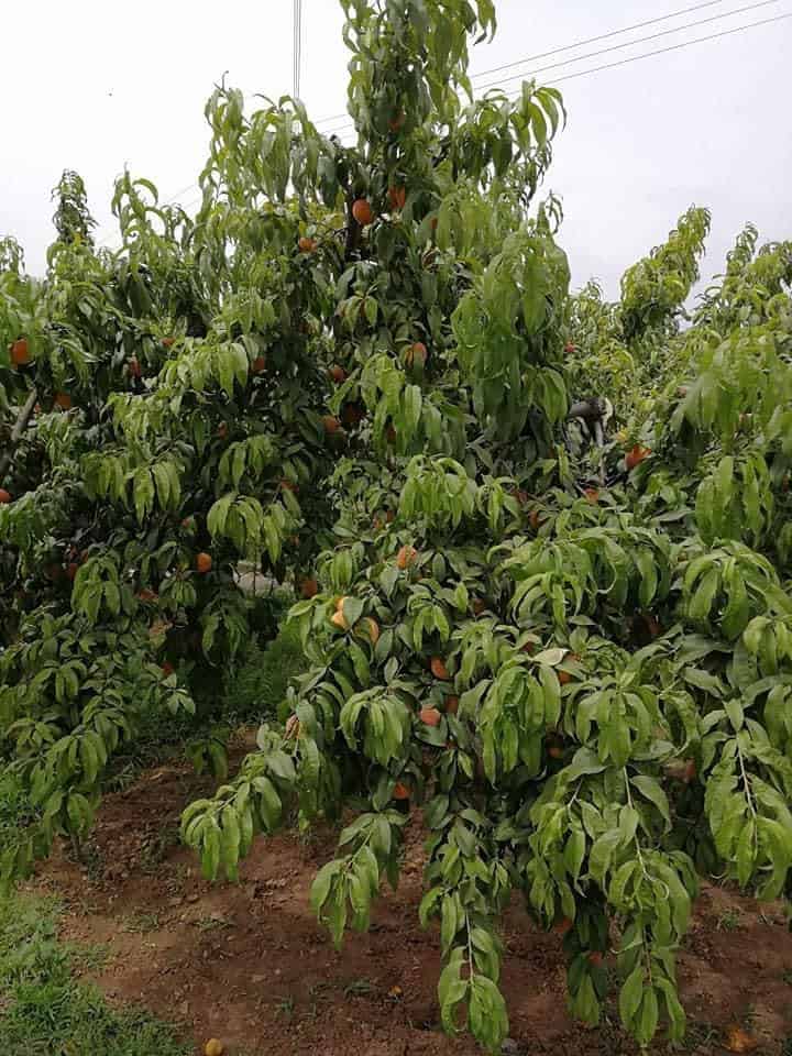Mango orchard