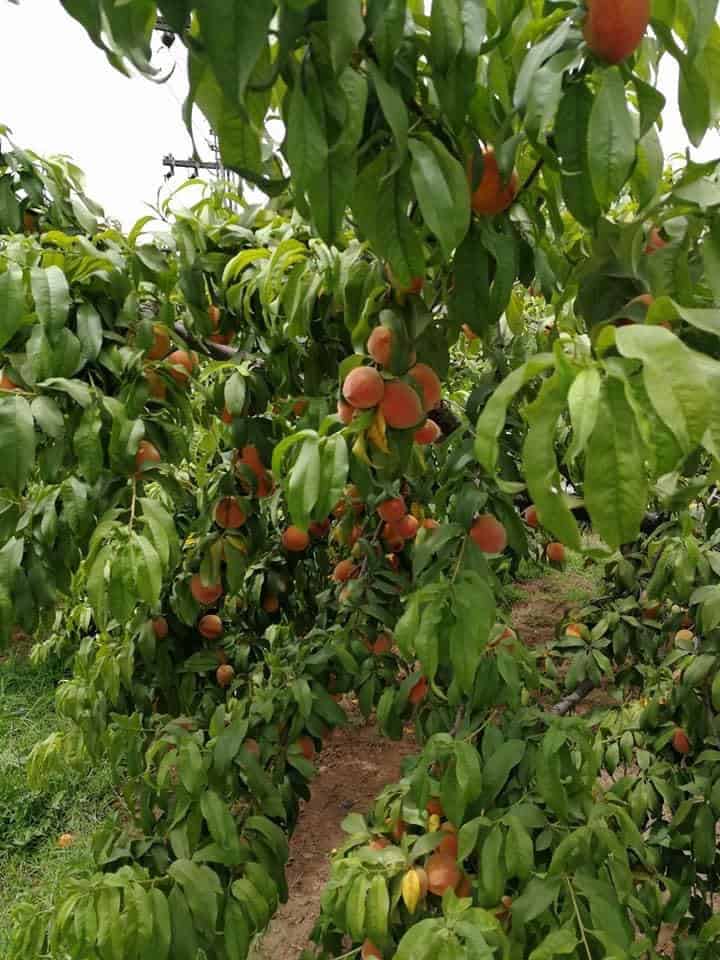 Closeup of mangoes