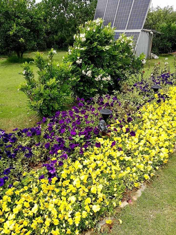 Colorful flower bed