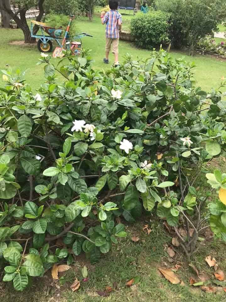 Vegetable garden