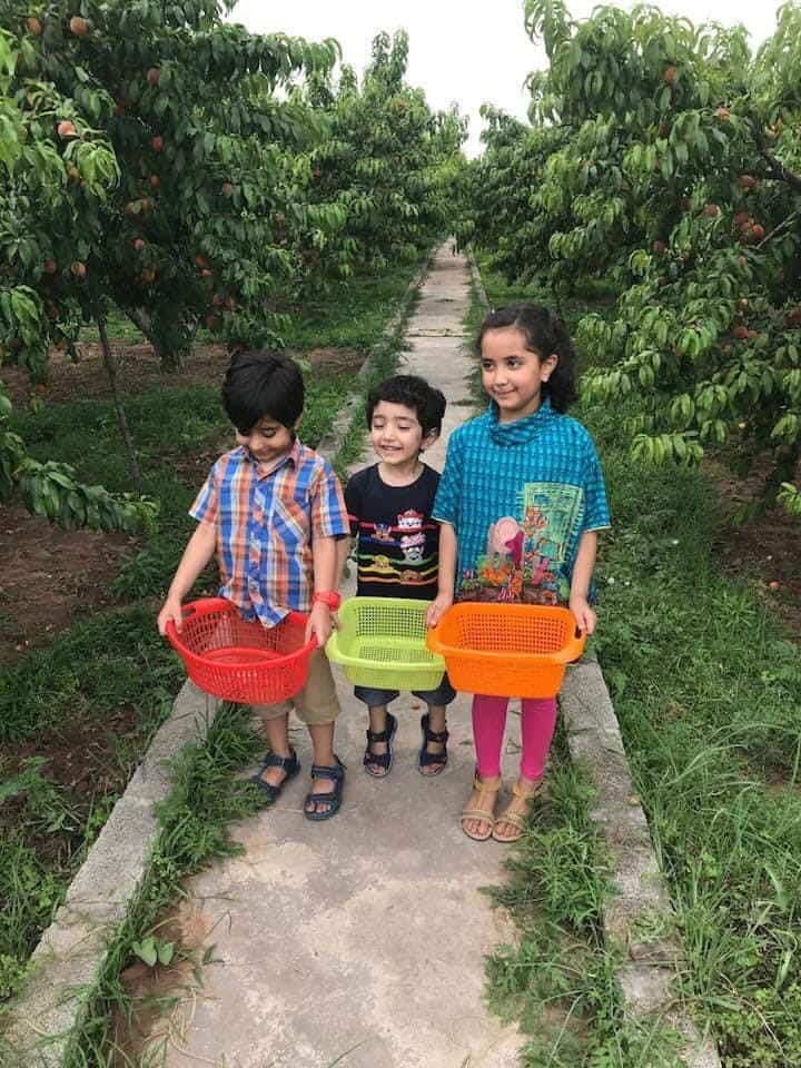 Kids walking in orchard
