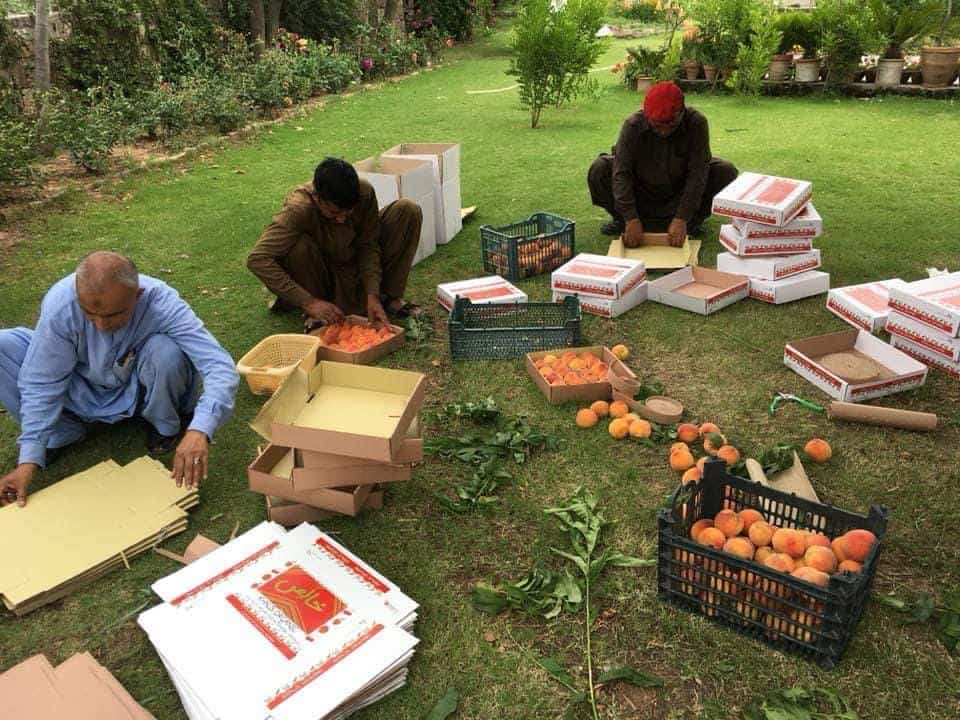 Picnic under trees