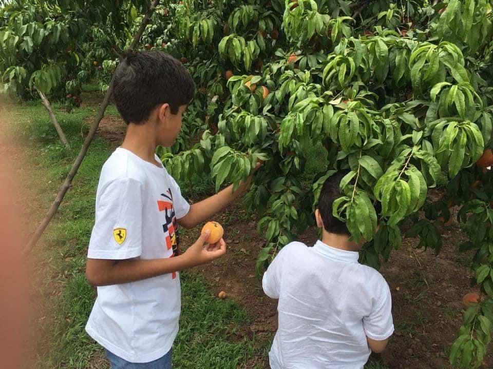 Children harvesting fruit